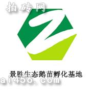景胜生态鹅苗孵化基地
